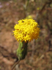 Podotheca gnaphalioides