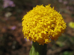 Podotheca gnaphalioides