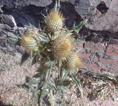 Cirsium rhaphilepis