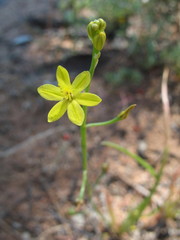 Bulbine semibarbata