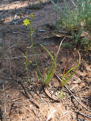 Bulbine semibarbata
