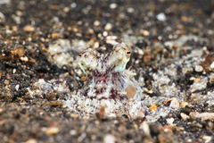 Amphioctopus