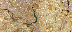 Eulalia