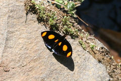 Catonephele numilia esite