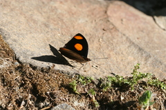 Catonephele numilia esite