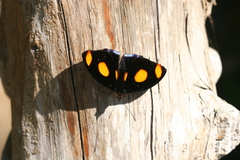 Catonephele numilia esite