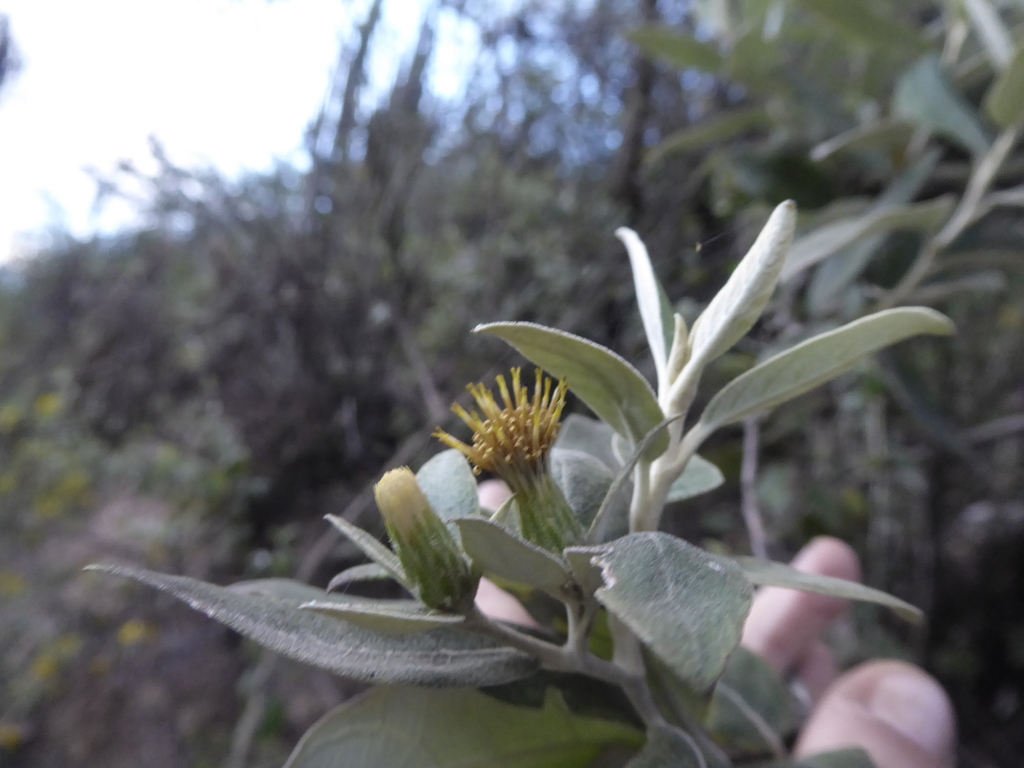 Gochnatia vernonioides