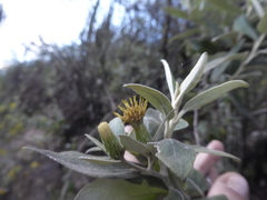 Gochnatia vernonioides