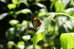 Catonephele numilia esite