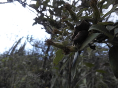 Gochnatia vernonioides