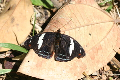 Catonephele numilia esite