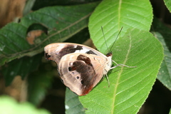 Catonephele numilia esite