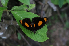 Catonephele numilia esite