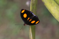 Catonephele numilia esite