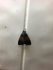 Serrodes mediopallens