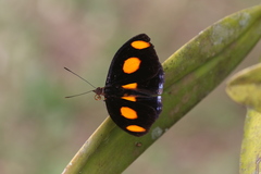 Catonephele numilia esite