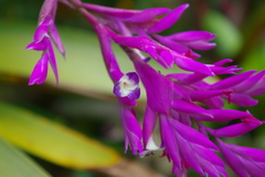 Tillandsia straminea