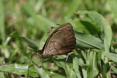 Catonephele numilia esite