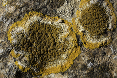Variospora aurantia