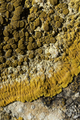 Variospora aurantia