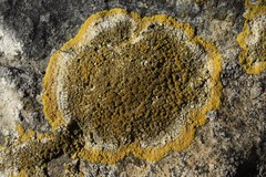 Variospora aurantia
