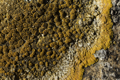 Variospora aurantia