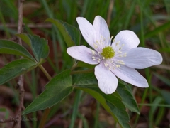 Anemonoides trifolia albida