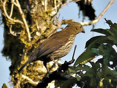 Scenopoeetes dentirostris