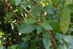 Lomatia arborescens