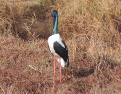 Ephippiorhynchus asiaticus australis