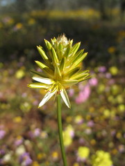 Ptilotus gaudichaudii