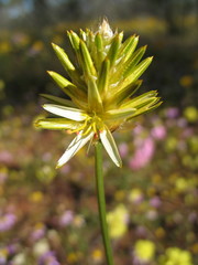 Ptilotus gaudichaudii