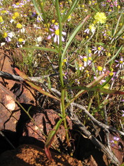 Ptilotus gaudichaudii