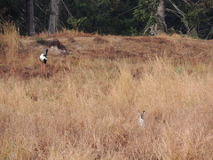 Ephippiorhynchus asiaticus australis