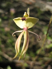 Caladenia roei