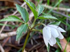 Anemonoides trifolia albida