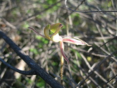 Caladenia roei