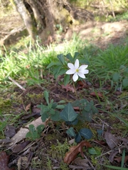 Anemonoides trifolia albida