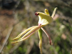 Caladenia roei