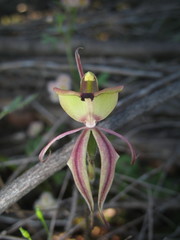 Caladenia roei