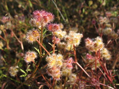 Trachymene cyanopetala