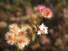 Trachymene cyanopetala