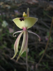 Caladenia roei
