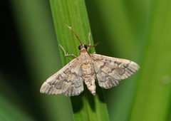 Nacoleia rhoeoalis