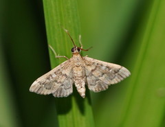 Nacoleia rhoeoalis