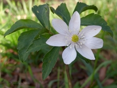 Anemonoides trifolia albida