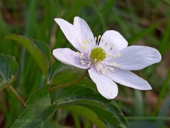 Anemonoides trifolia albida