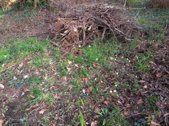 Anemonoides trifolia albida