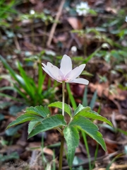 Anemonoides trifolia albida
