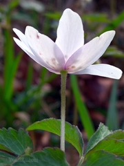 Anemonoides trifolia albida
